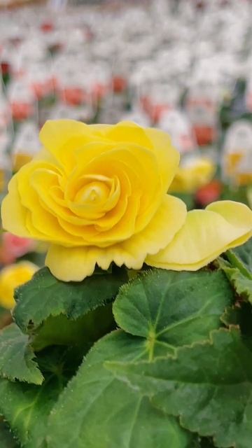 My New Favorite Begonia