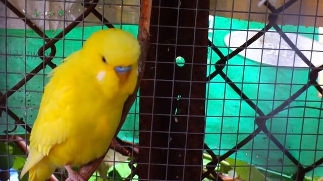 Male Budgie/Parakeet Chirping(Milo)(Волнистых попугаев)
