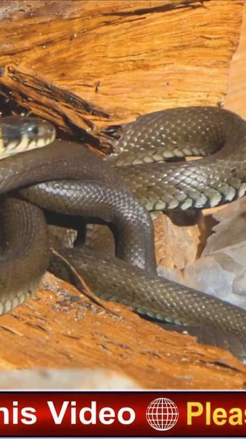 Snake