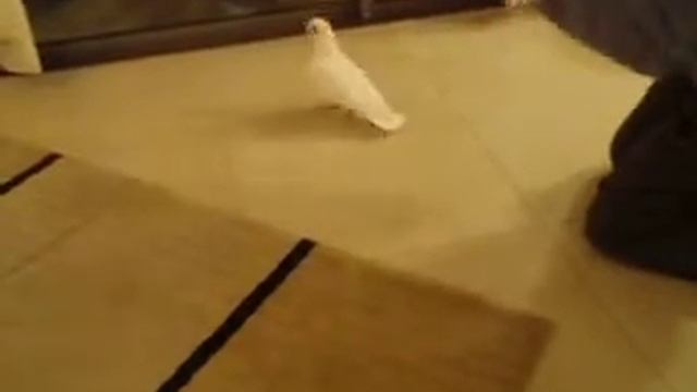 Какаду Коко. Первые трюки.