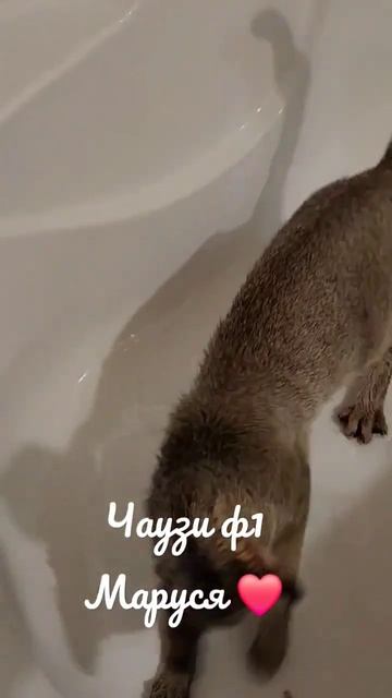 Моя любимая помощница ❤️ #чаузи #москва #chausie #рысь #чаузиф1 #тула