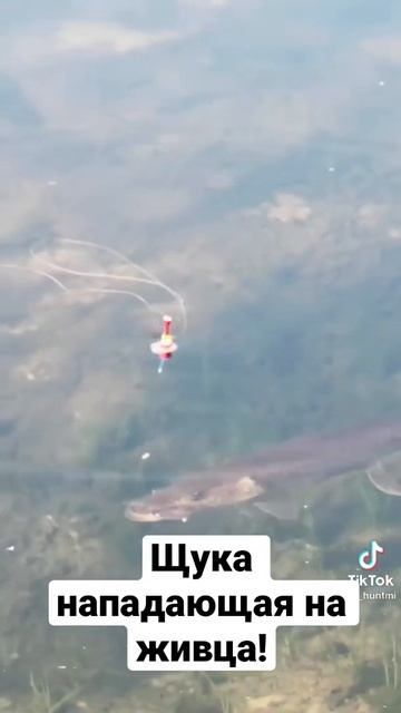 Как щука нападает на живца?