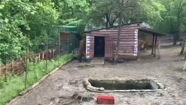 КАПИБАРА ЭТО ВИКТОР НЕГРОПЛОД???