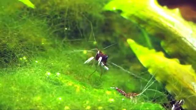 Caridina dennerli, the Cardinal shrimp from Sulawesi breeding (Tôm cảnh đẹp)