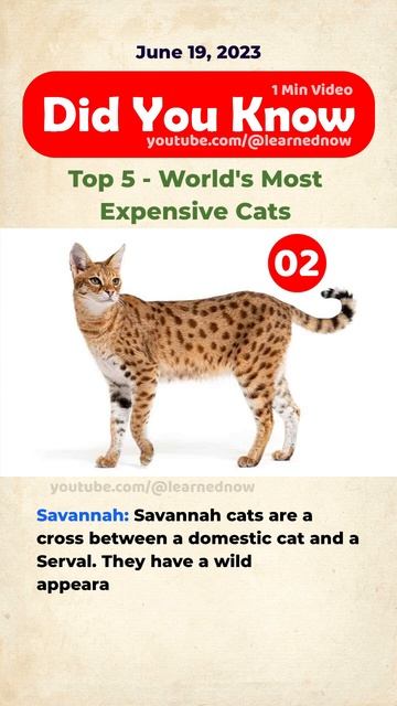 Top 5 - World's Most Expensive Cats #didyouknow