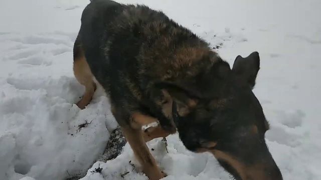 Мишка на севере. Игры в снегу.