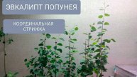 🔴КООРДИНАЛЬНАЯ СТРИЖКА ЭВКАЛИПТА ПОПУНЕЯ.