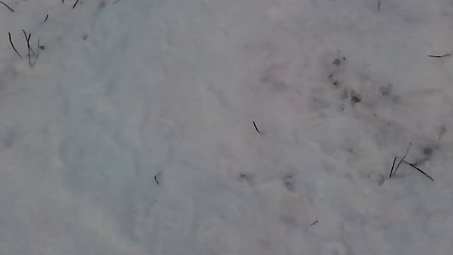 Дети превыше всего