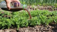 Важная подкормка моркови после всходов