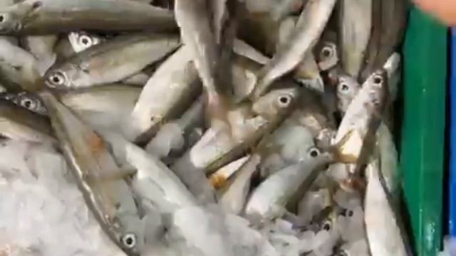 اسعار السمك  بالجزائر \ سوق السمك اليوم , ميناء زموري مسمكة خوجة بوقرة