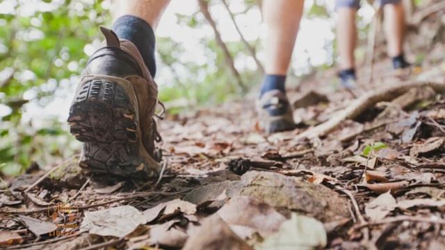 hiking - footsteps in the woods - - sound effects