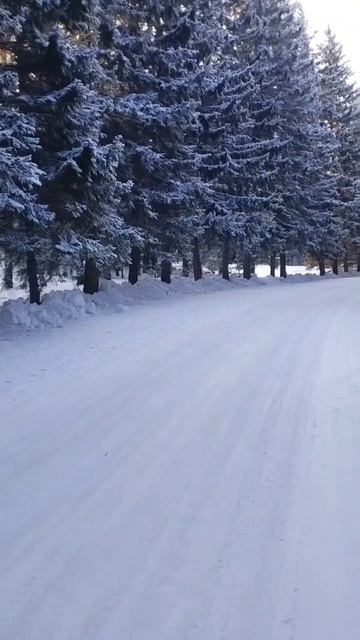 Красивый черный конь