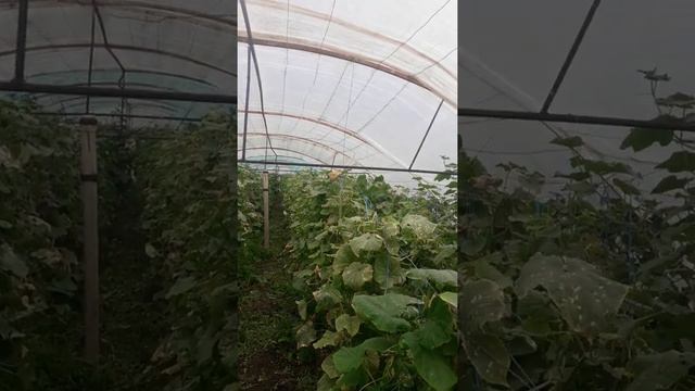 Теплица!Обзор!Три урожая с теплицы за сезон!