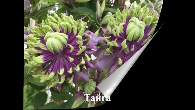 Обзор сортов клематисов #клематисы #лилейники #ирисы