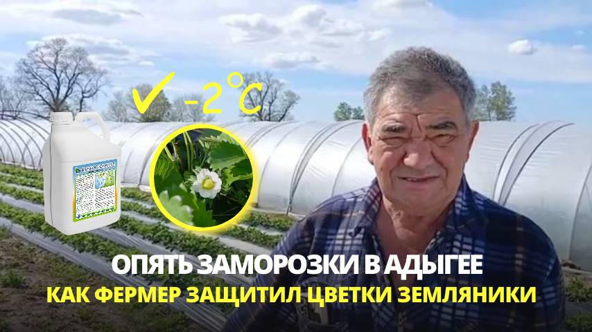 Как фермер защитил цветки земляники от заморозков  в Адыгее. Опыт применения фитомодулятора