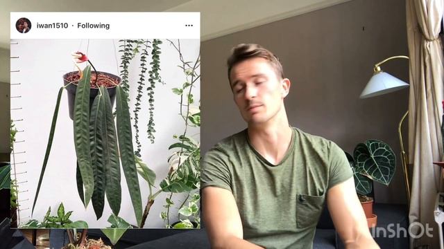 RARE PLANT WISHLIST - 6 Anthurium I would love to find!