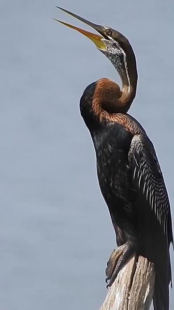 Oriental Darter aka Anhinga