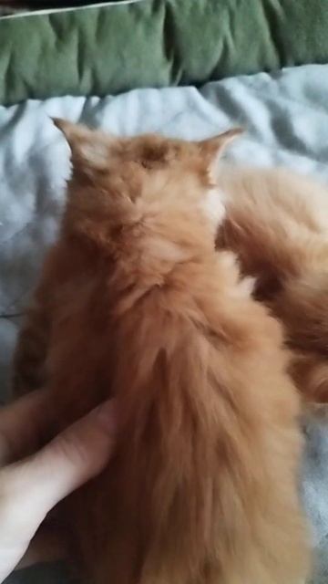 Яркий, рыжий Котёнок породы мейн-кун, мальчик, в предложении.