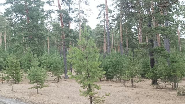 Молодой бор