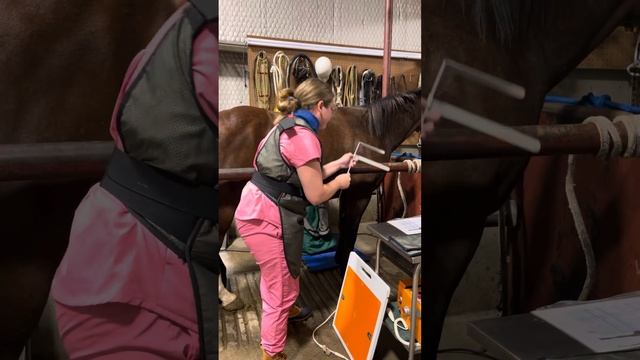 Equine radiographs