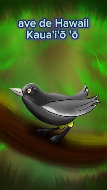 ave solitaria Kaua'i'ō 'ō #shorts #song #birds #extincion #hawaii #animal #animation #drawingdigita