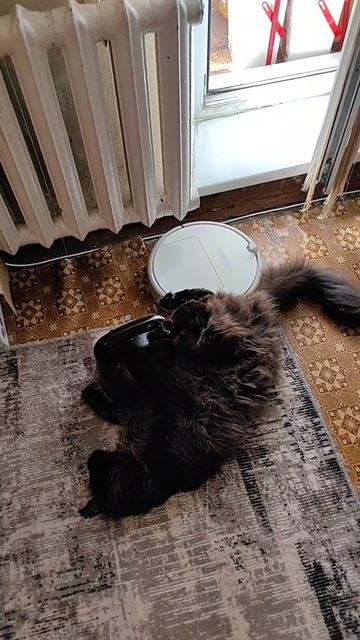Два кота. Миссия: спасти гирю