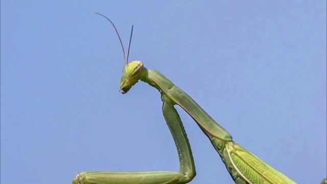 2 minutes with the mantis | epistemia