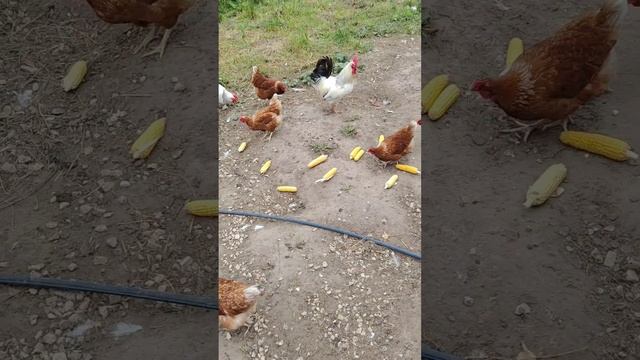 Куры и свежая кукуруза 🤔