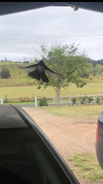 Willy Wagtail in slow motion