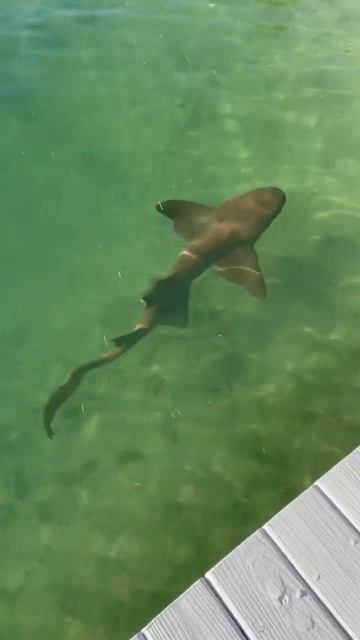 NURSE SHARK NEXT TO DOCK IN BAHAMAS #shark