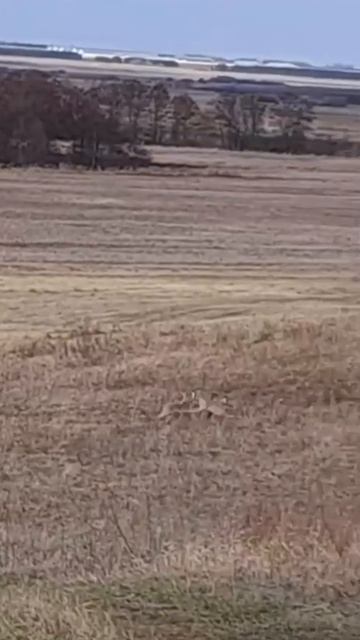 Вам удавалось наблюдать за заячьей парой в дикой природе?