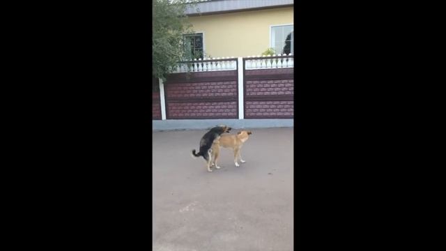 Коростенские песики