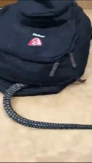 Snake in bag. 😱