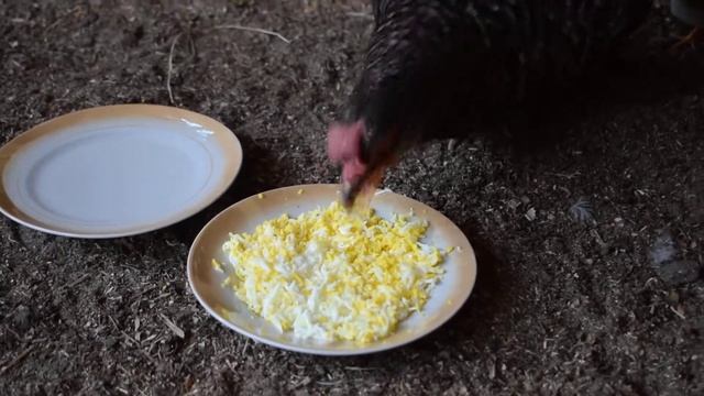 Цыплята