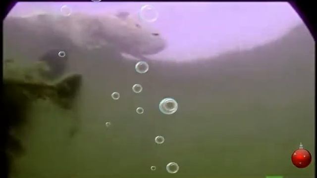 # Best '08! Anaconda Hunts new video 2015