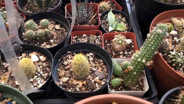 Fecha de dias óptimos para la siembra de Esquejes