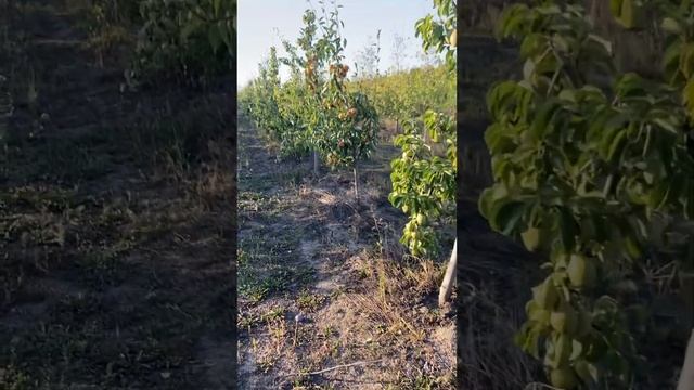 Киргизка зимова плюси та мінуси #садпавлюка #сад #саджанці #дача #груша #вітаміни#Киргизка