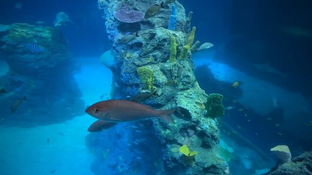 A Birthday Celebration Trip to the NEW Mississippi Aquarium!