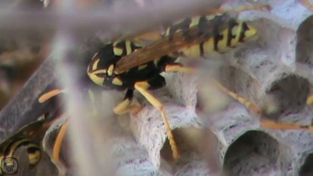 Guêpe poliste Polistes dominula