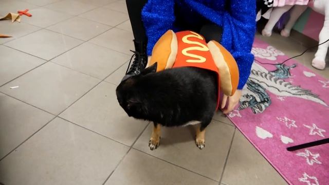 DIY I Hunde Hot Dog Kostüm aus Die Sims 4