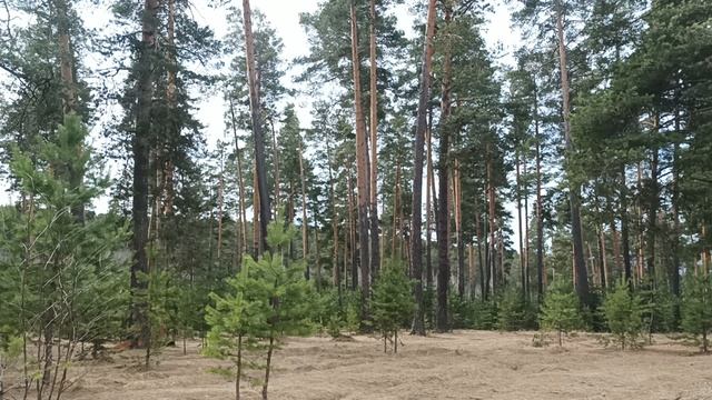 Очарование леса