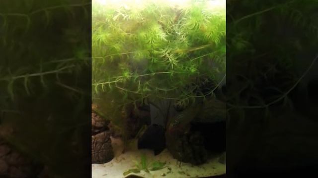hemichromis lifalili  - jewel cichlids    laying eggs