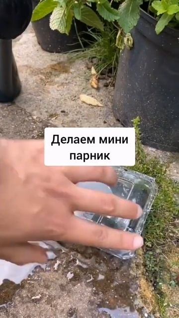 Лайфхак как вырастить большой и сладкий перец?