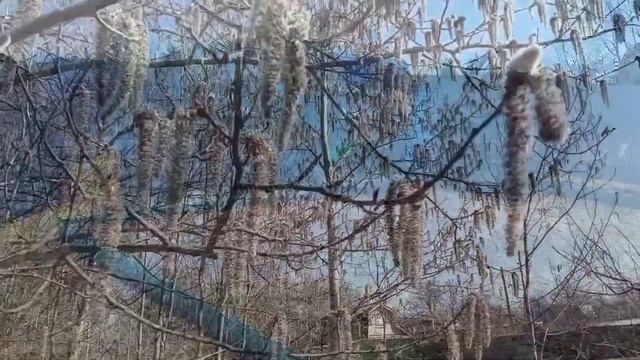 Весенняя уборка сада. Продолжаем утепление потолка.