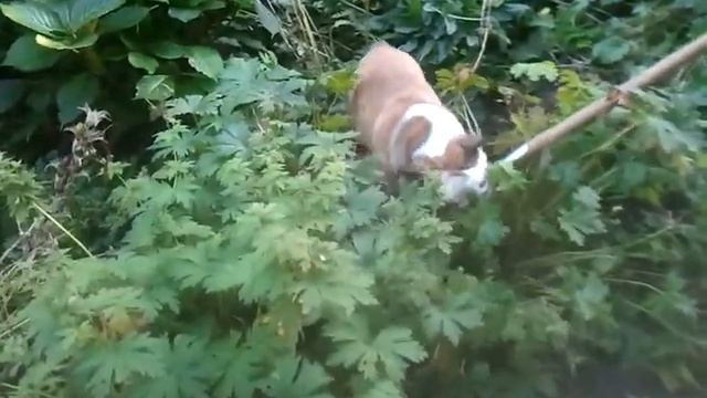 Diesel in Valthermond, ff in de tuin/ Engelse Bulldog