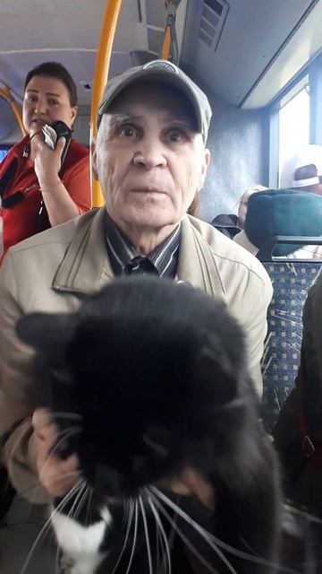 Кот Вася - спаситель.  Калининград. Городской автобус