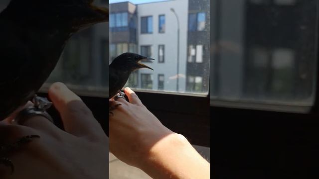 Дрозд залетел в дом в полуоткрытое окно!!! Как!? Кот в шоке 😳🧐😂