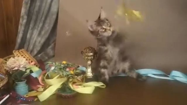 КОТ №56 1 ПОМЕТ НА БУКВУ О от 04 03 20