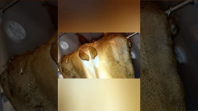 Судак и Толстолоб холодного копчения