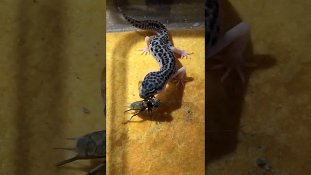 🦗Живое, питается живым 😶
